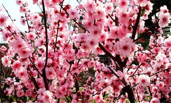 梅花扦插技術(shù)，梅花扦插繁殖方法