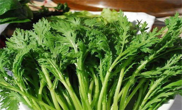 茼蒿種植技術要點，如何種植茼蒿