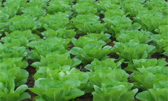 蔬菜蚜蟲(chóng)不用藥怎么治療