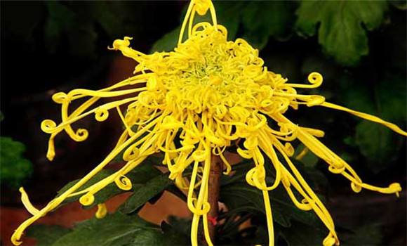 盆栽菊花怎么養(yǎng)才好？