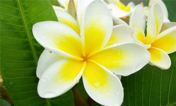 盆栽雞蛋花怎么養(yǎng)？