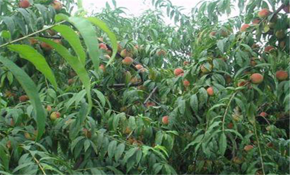 桃樹有那些種植方法？