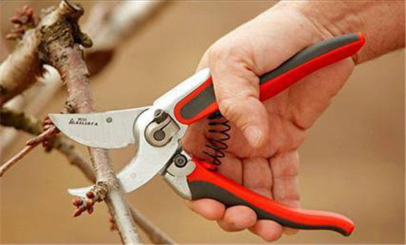 櫻桃樹夏季修剪技術要點