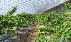 櫻桃病蟲(chóng)害有哪些 櫻桃病蟲(chóng)害防治技術(shù)