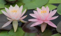 睡蓮種子怎么種？