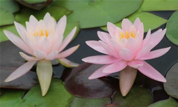 睡蓮種子怎么種？