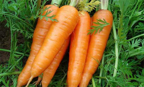 常見的堿性蔬菜有哪些？