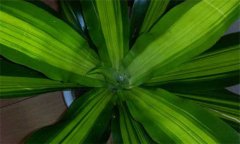 盆栽富貴竹怎么養(yǎng)?