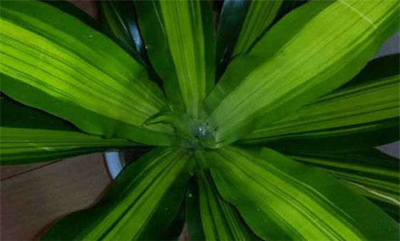 盆栽富貴竹怎么養(yǎng)？