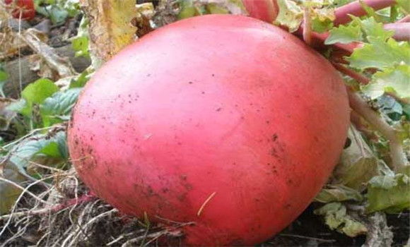 特種蔬菜有哪些品種？