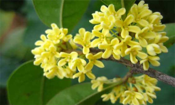 四季桂什么時(shí)候開花？