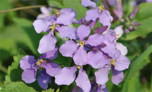 盆栽二月蘭怎么養(yǎng)？