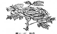 牡丹花的種植方法,如何種植牡丹花