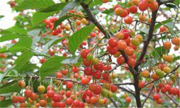 大櫻桃栽培誤區(qū)及改進措施