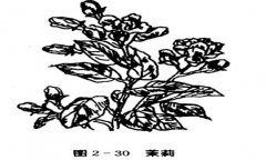 茉莉花種植技術(shù)，如何種植茉莉花