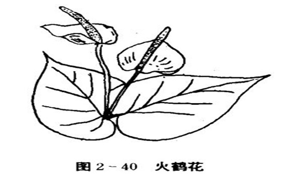 火鶴花怎么養(yǎng)，怎么養(yǎng)火鶴花效果好