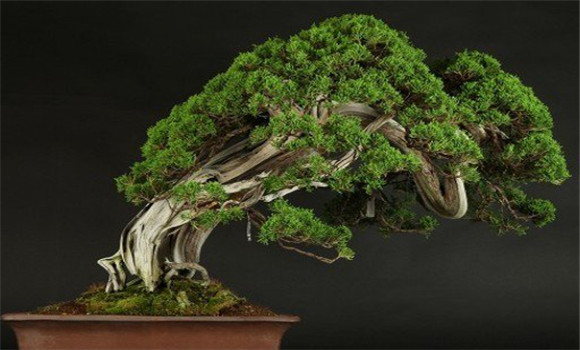 盆景換土?xí)r間、年限、根系處理等方法