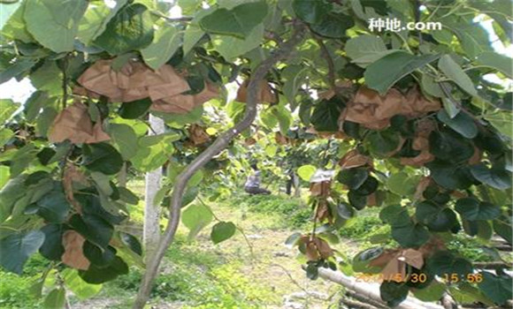 獼猴桃套袋后該如何管理？