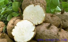 葛根的藥用價值、食用價值及其他綜合利用價值