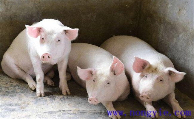 測量豬體溫時的注意事項(xiàng)