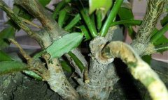 盆栽蟹爪蘭用什么土 盆栽蟹爪蘭怎么養(yǎng)?