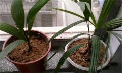 盆栽棕櫚樹圖片 盆栽棕櫚樹怎么養(yǎng)?