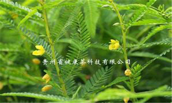 扁豆草栽培技術(shù),它有何生長(zhǎng)習(xí)性