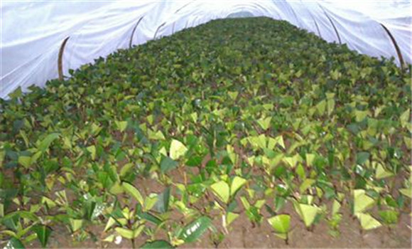 什么時候扦插桂花最佳？