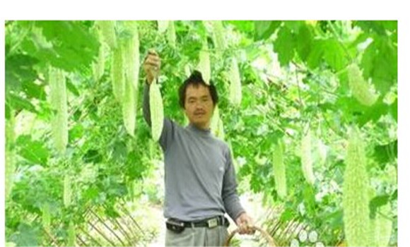 如何種植苦瓜，苦瓜種植方法技巧