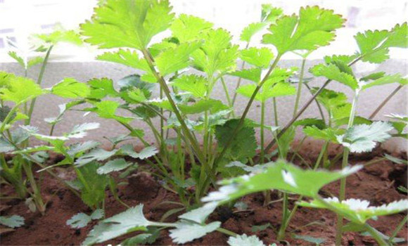 陽(yáng)臺(tái)香菜的種植方法，陽(yáng)臺(tái)香菜怎么種