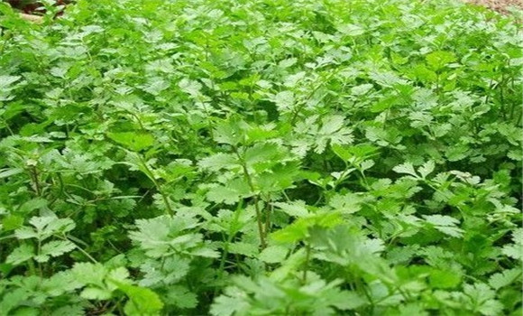 怎樣種芫荽，種芫荽的方法