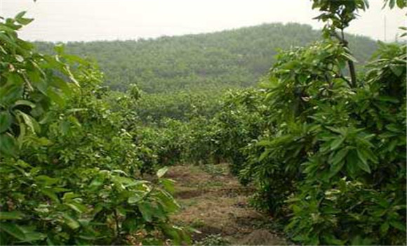 六月份紅肉蜜柚怎么管理？