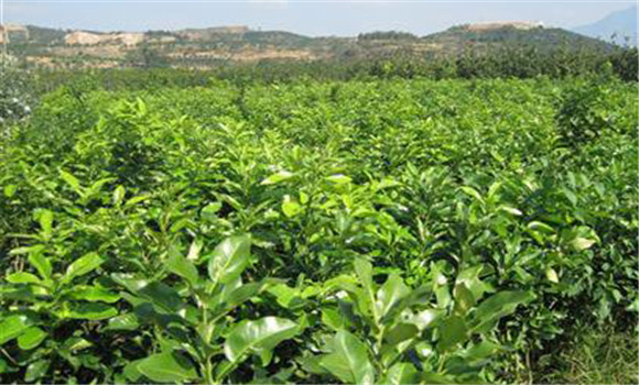 蜜柚春季怎么樣管理好？