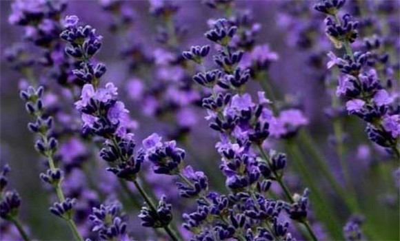 盆栽薰衣草怎么養(yǎng)?