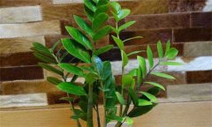 盆栽金錢樹怎么養(yǎng)?