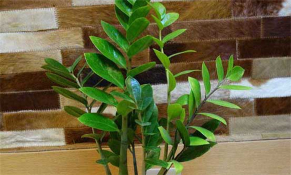 盆栽金錢樹怎么養(yǎng)？