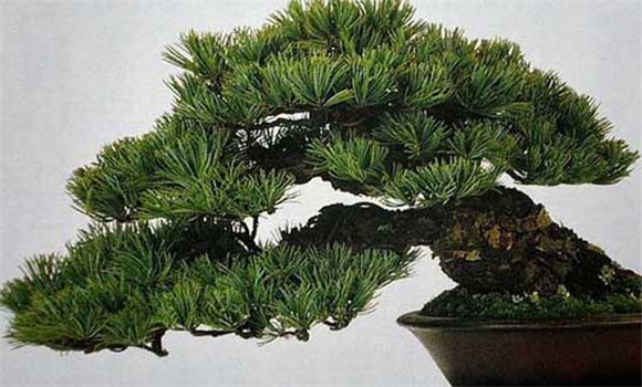 盆栽五針松怎么養(yǎng)？