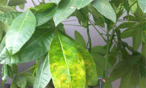 發(fā)財(cái)樹(shù)葉子發(fā)黃