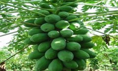 木瓜種植條件主要有哪些？