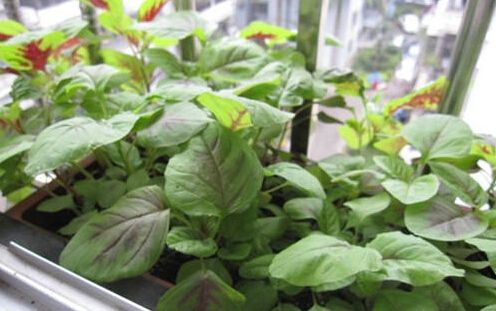 莧菜種植時(shí)間