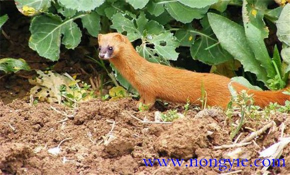 黃鼠狼對人類有害嗎?