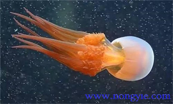 海蜇是水母嗎？