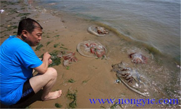 海蜇能蜇死人嗎，如何預防被蜇傷