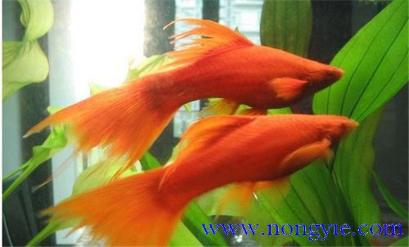 觀(guān)賞魚(yú)