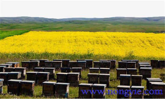 蜂箱的設(shè)計原理