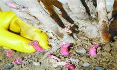 牡丹花的種植方法,牡丹花的種植和養(yǎng)護(hù)要領(lǐng)