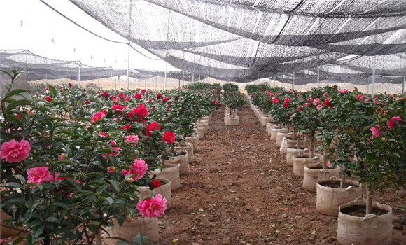 茶花的養(yǎng)殖方法，北方茶花的養(yǎng)殖方法與技術