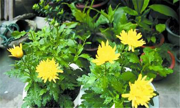 盆栽菊花養(yǎng)護(hù)，菊花種植注意事項(xiàng)知多少