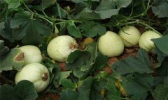 大棚白蘭瓜栽培技術(shù)要點(diǎn)