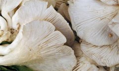 鳳尾菇如何做好吃,鳳尾菇的家常做法